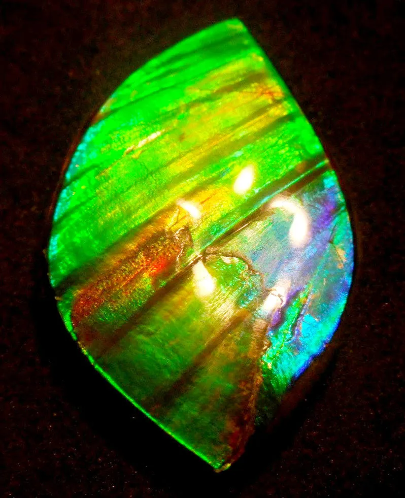 50.5 x 33 x 6  mm  - Large AA Grade Natural  Free Form  FFN 214  Ammolite  AAグレード ナチュラル　ルース　アンモライト フリーフォーム