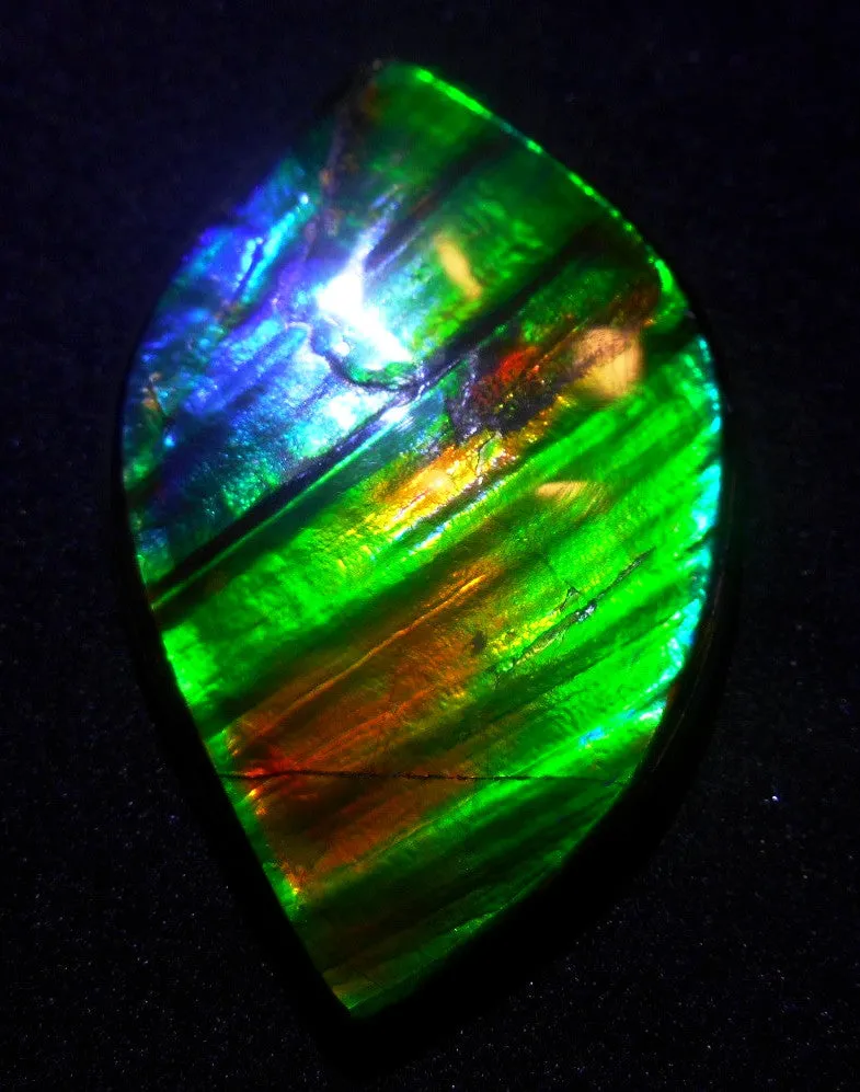 50.5 x 33 x 6  mm  - Large AA Grade Natural  Free Form  FFN 214  Ammolite  AAグレード ナチュラル　ルース　アンモライト フリーフォーム