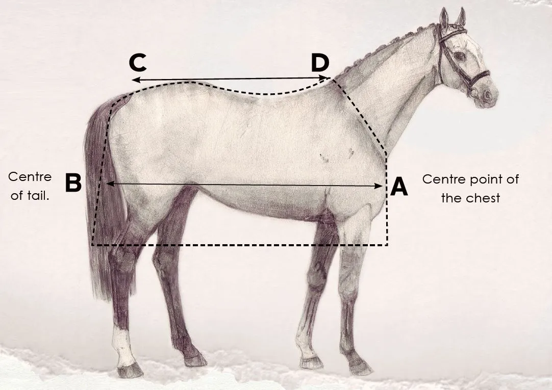 Amigo Bravo 12 XL Turnout Medium Weight