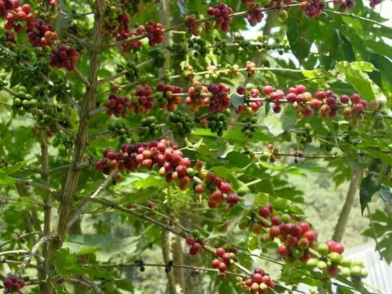 Bolivia FTO (AAA) (Caranavi) Available in CA, NJ & Salisbury, MA. NEW CROP!