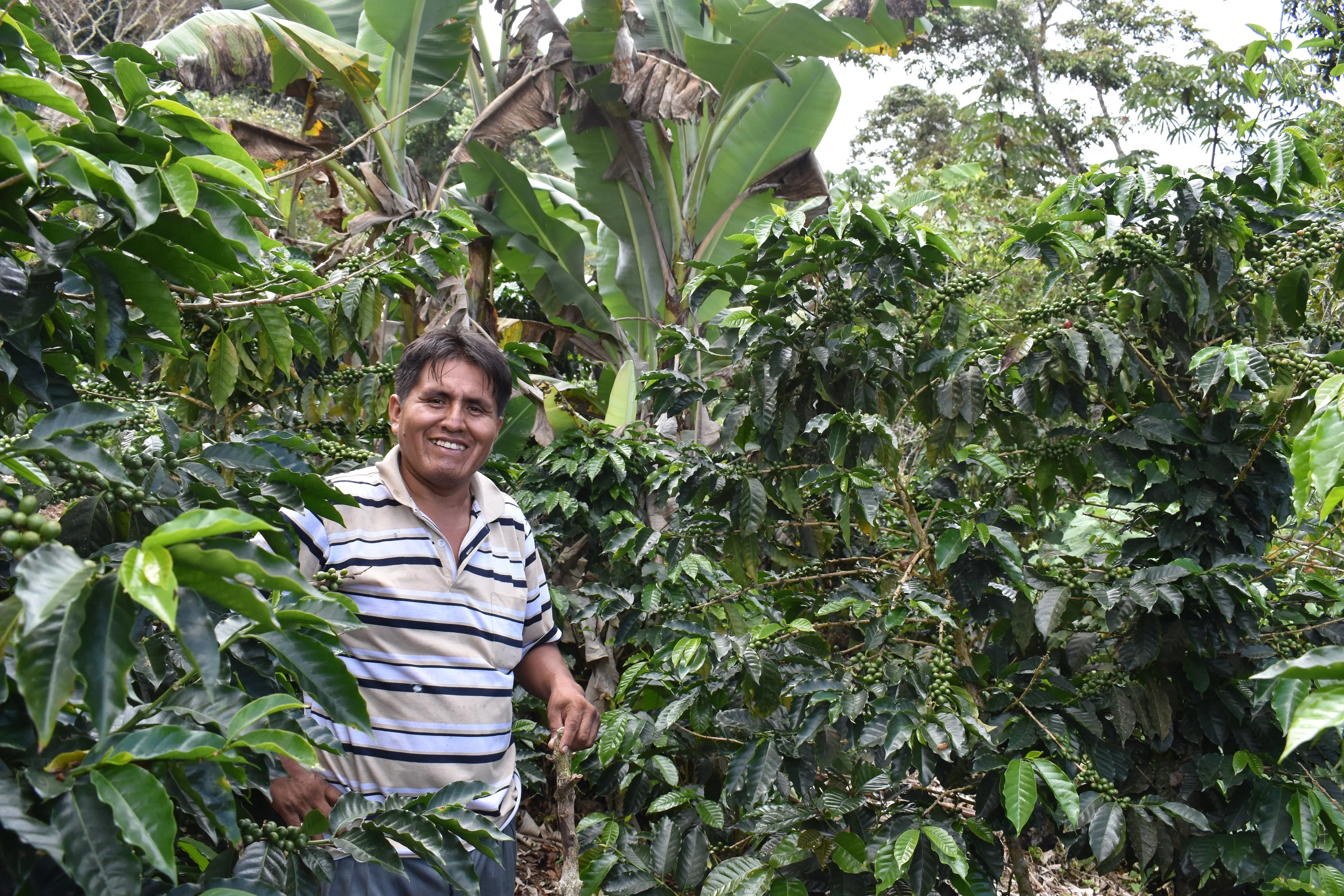 Bolivia FTO (AAA) (Caranavi) Available in CA, NJ & Salisbury, MA. NEW CROP!