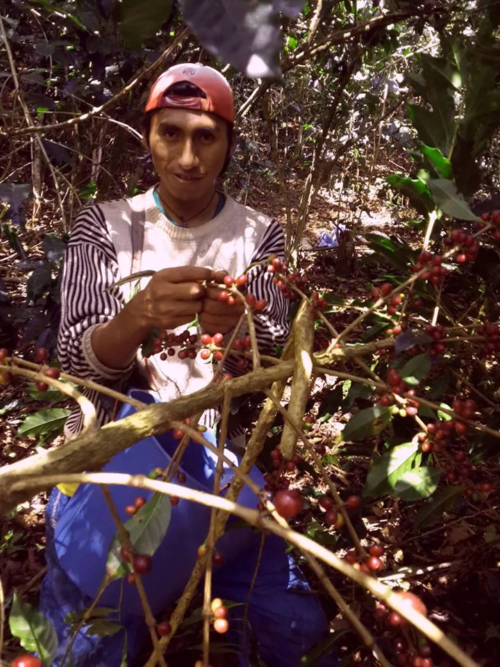 Bolivia FTO (AAA) (Caranavi) Available in CA, NJ & Salisbury, MA. NEW CROP!