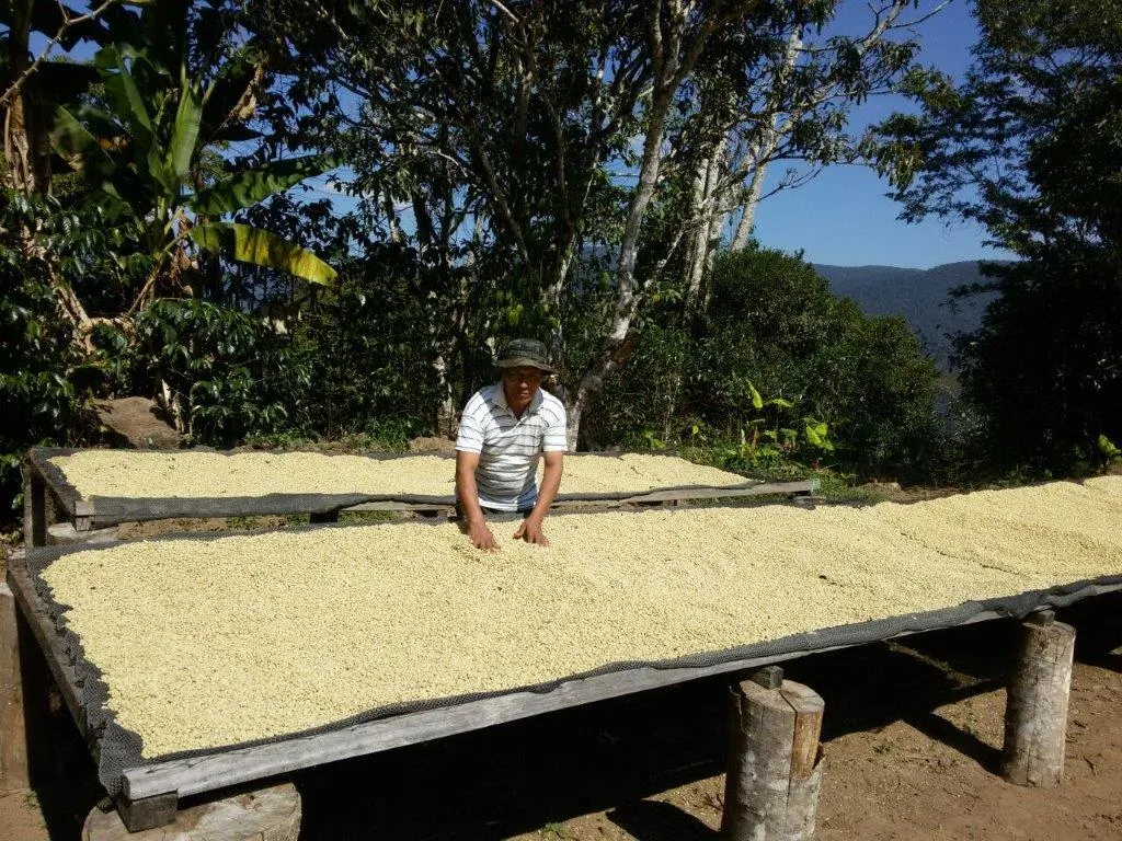 Bolivia FTO (AAA) (Caranavi) Available in CA, NJ & Salisbury, MA. NEW CROP!