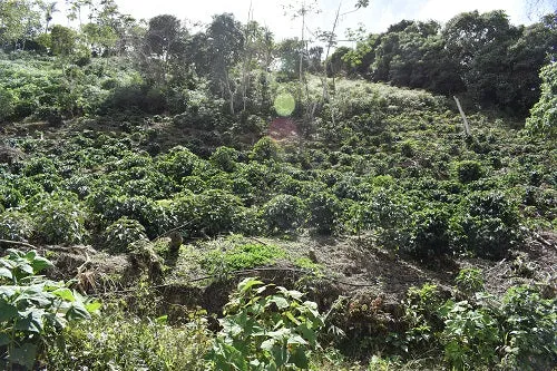 Bolivia Microlot: Alberto Mamani -San Ignacio. Available only at the Annex (CA) & Salisbury, MA. NEW FARMER!