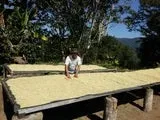 Bolivia Microlot: Alberto Mamani -San Ignacio. Available only at the Annex (CA) & Salisbury, MA. NEW FARMER!