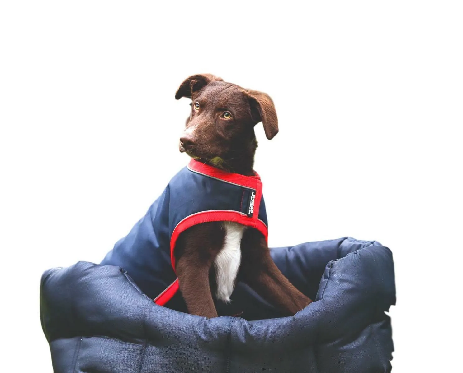 Horseware Ireland Rambo Waterproof Dog Blanket