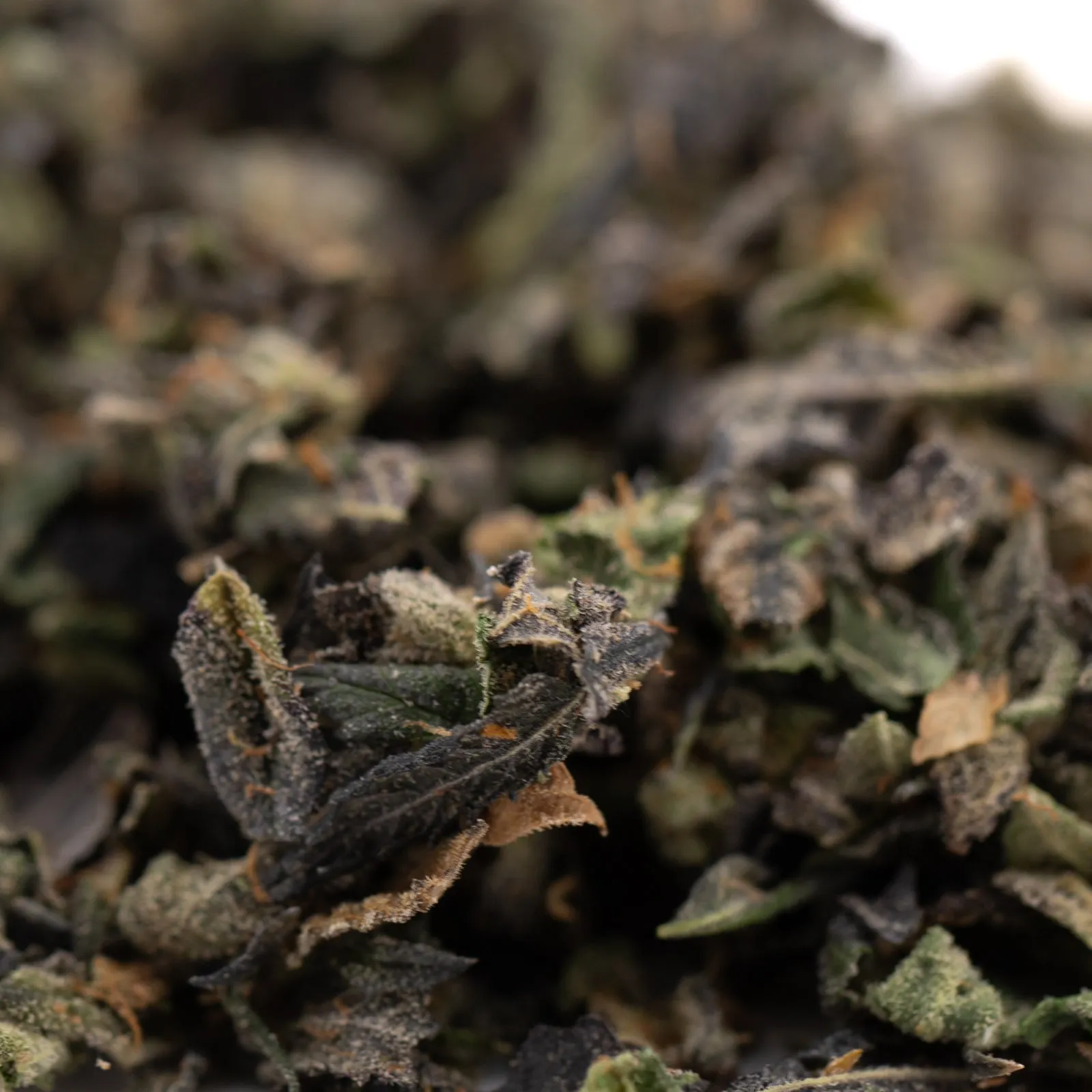 Lemon OG Indoor Trim Wholesale 1LB