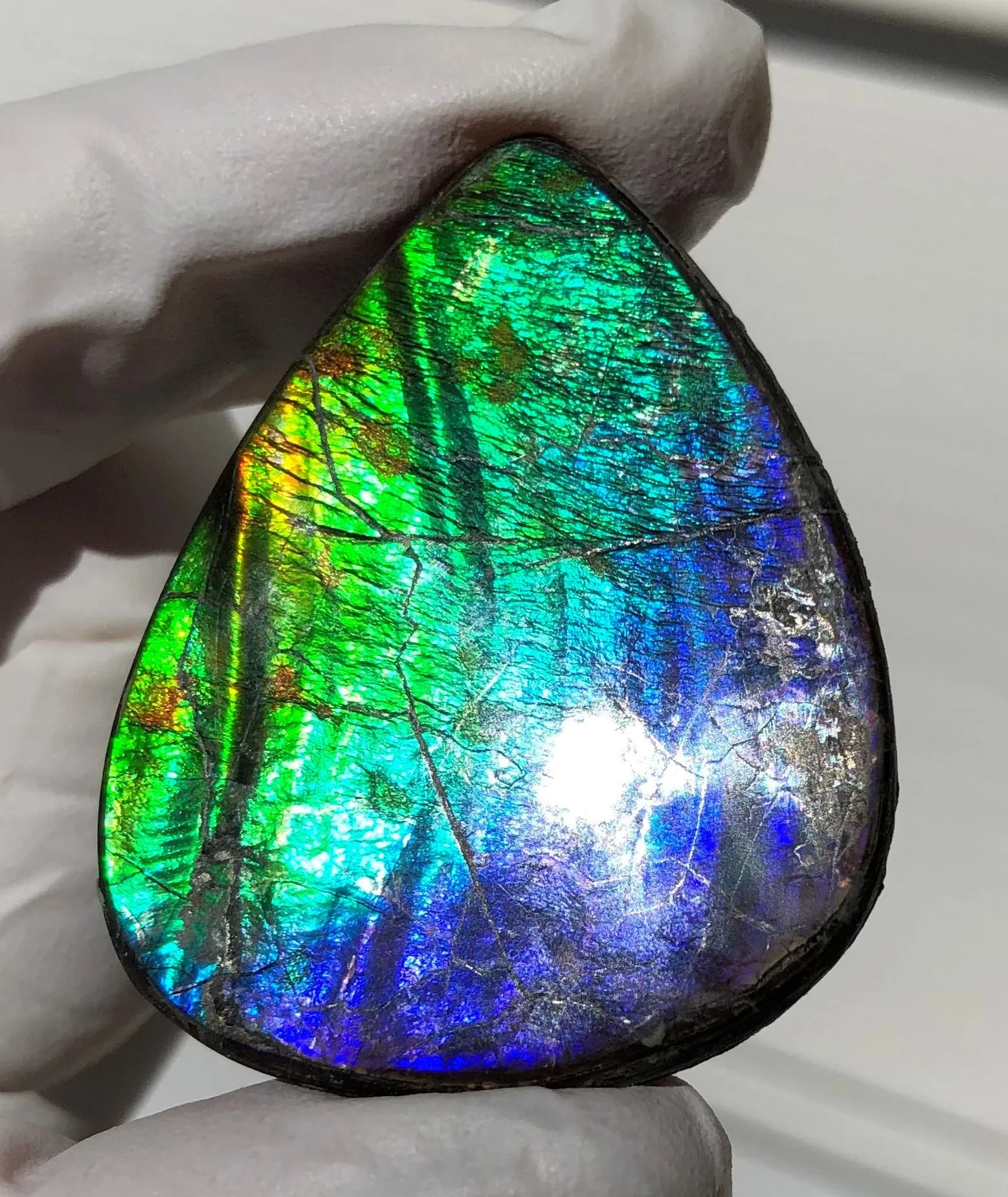 Natural hand polished, Free Form . FFNT169 Ammolite High Grade.